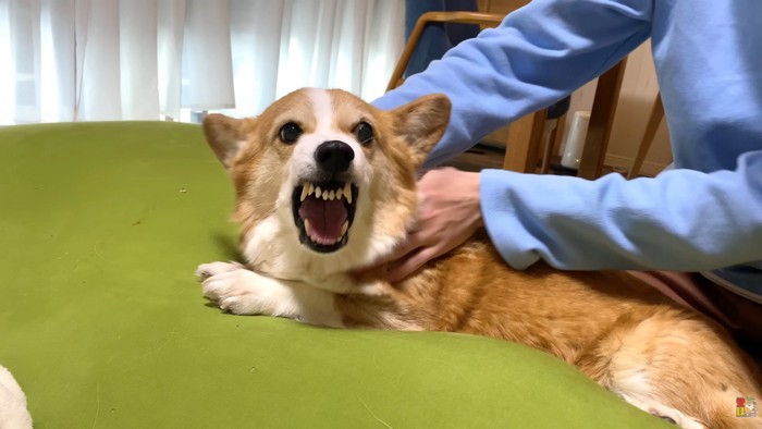 はなちゃんが激怒!!