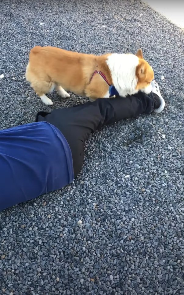 倒れた飼い主の足元にいるコーギー