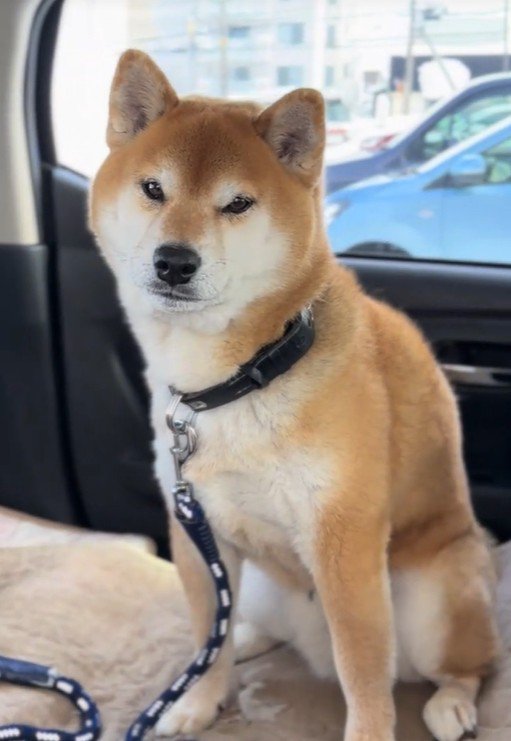 「ク～ン」と鳴いています