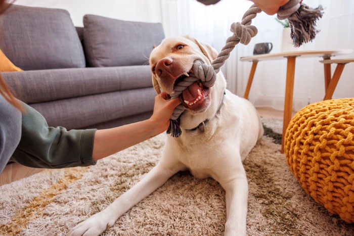 おもちゃを引っ張る目元が茶の白い犬