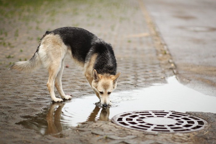 水たまりの水を飲んでいる犬