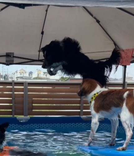 プールサイドからジャンプする息子犬