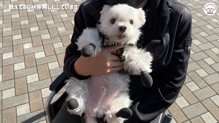 大人しく抱っこされているナナくん