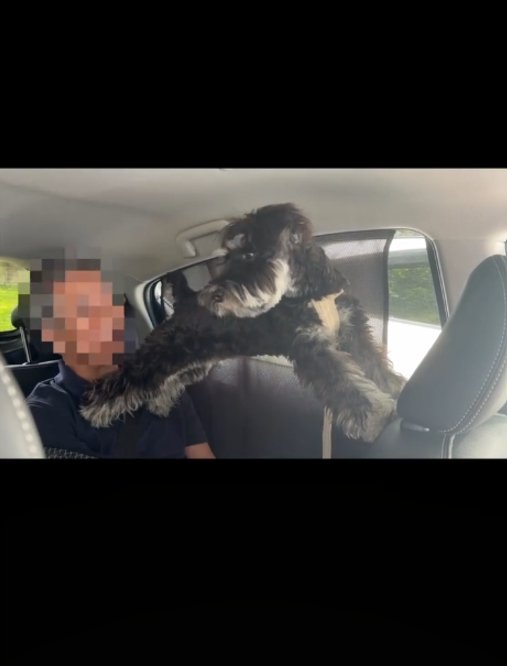 後ろを向く犬