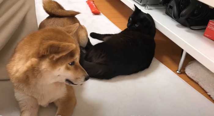 黒猫と柴