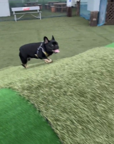 坂を駆け上がる犬