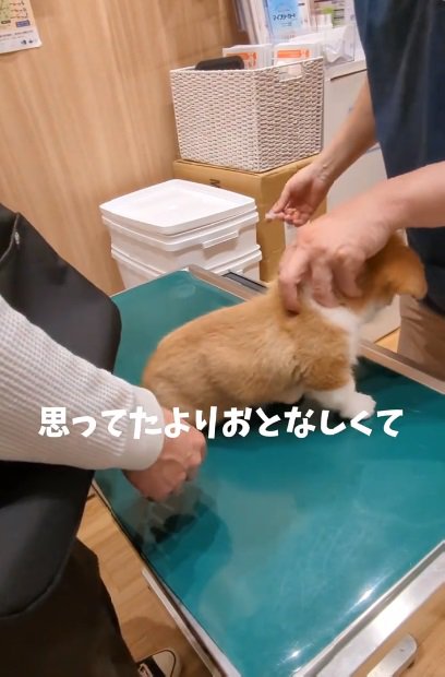 意外とおとなしいベンくん