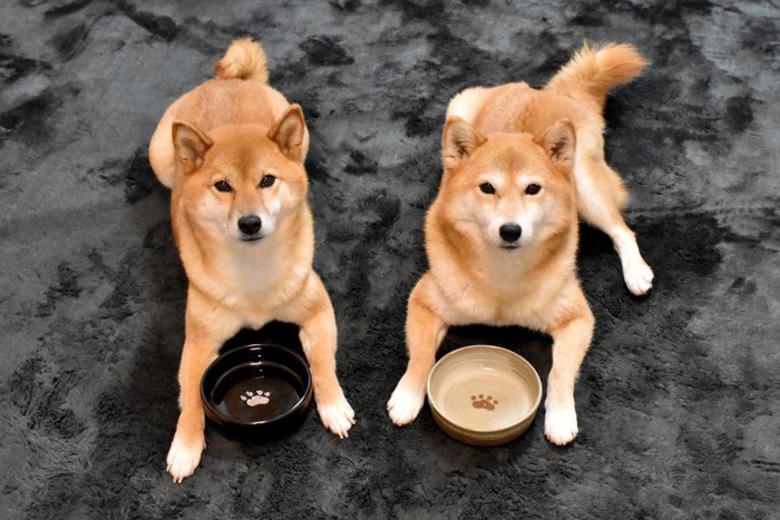 ご飯を待つ2匹の犬