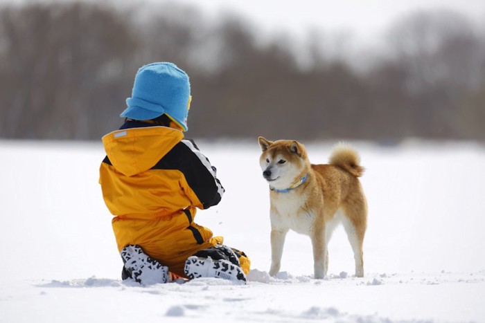 柴犬と遊ぶ青い帽子の男の子