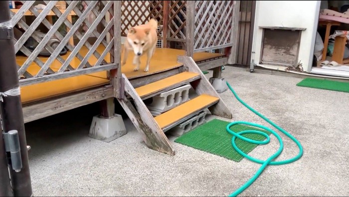 庭を駆け回る犬