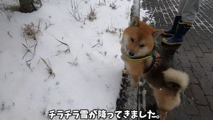 初めての雪に喜ぶおにぎり君8