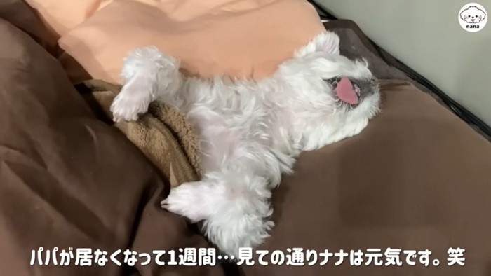 いつも通り爆睡中のナナくん