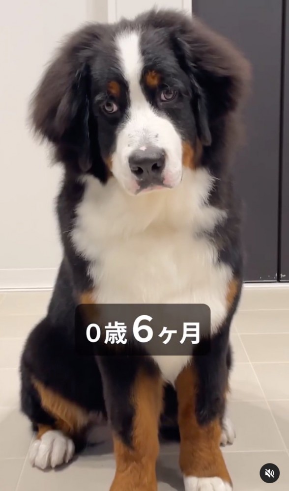 大きく成長した子犬