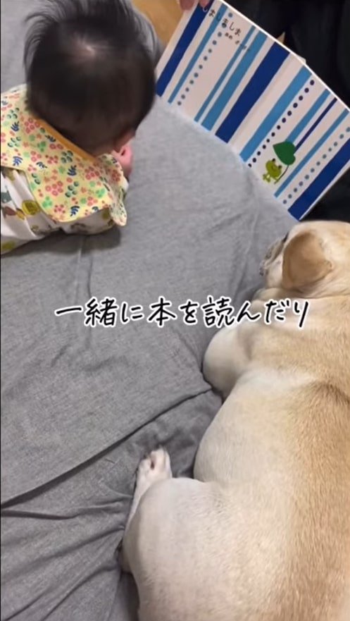 絵本を見る赤ちゃんと犬