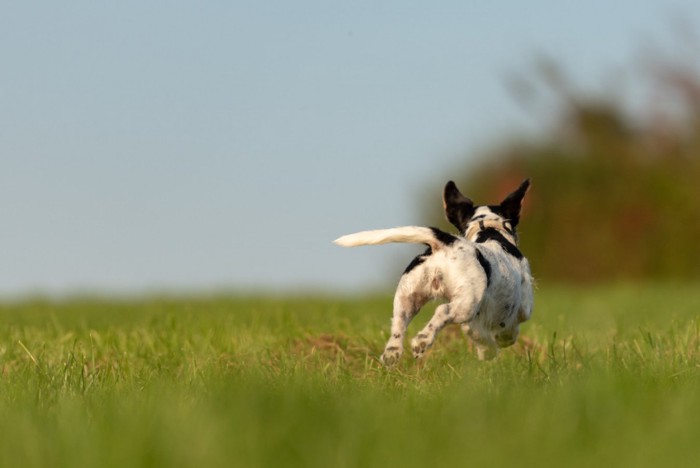 走る犬の後ろ姿