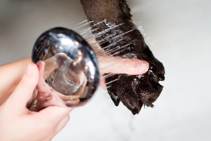 犬の足を水洗いする