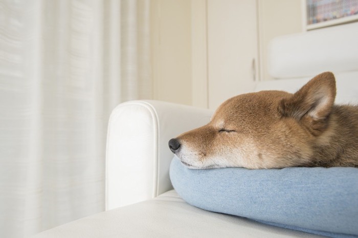 クッションに首を置く柴犬