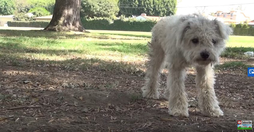 立ちつくす犬