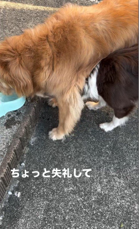 水を飲もうと割り込むるた君2