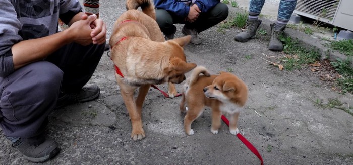 マロさんと子犬