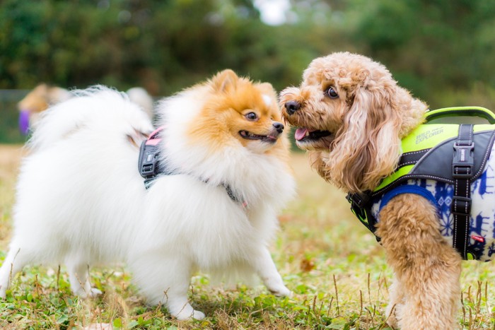 顔を近づけて交流するポメラニアンとプードル
