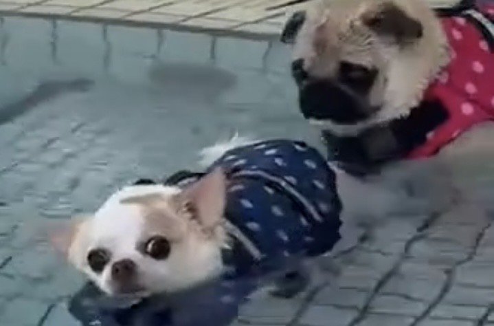 犬を不思議そうに見る犬