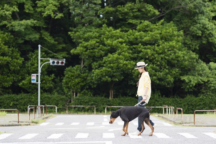 横断歩道を渡る女性とドーベルマン