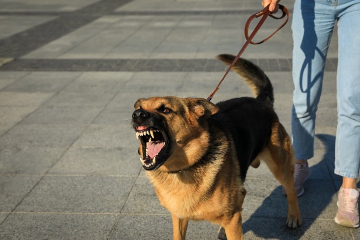 お散歩中の犬、怒って吠えている