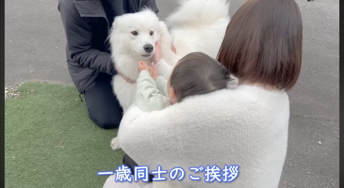 困ったように男の子を見つめるサモエド