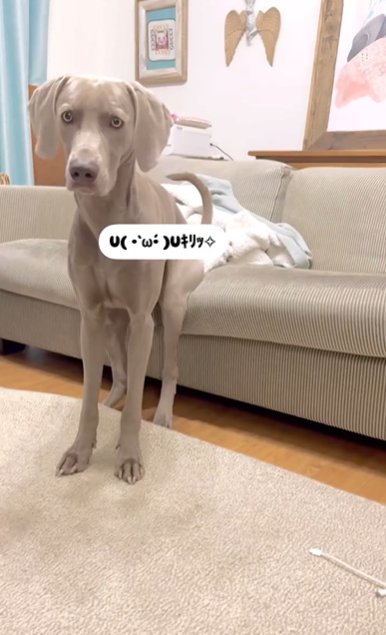ソファーの座面の端にお尻を乗せて座るワイマラナー