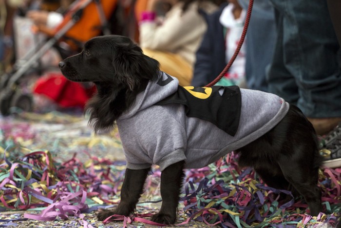 バッドマンの服を着た犬