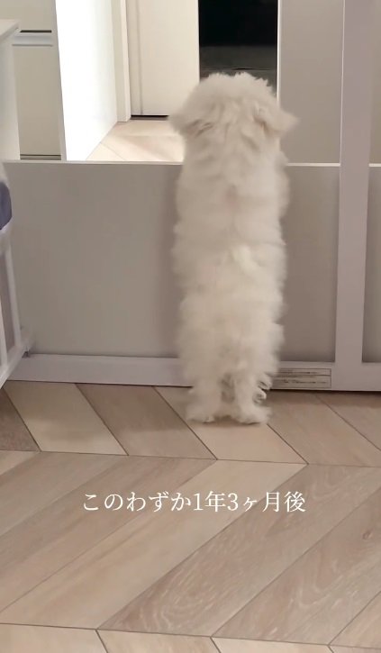 立ち上がるおーちゃん