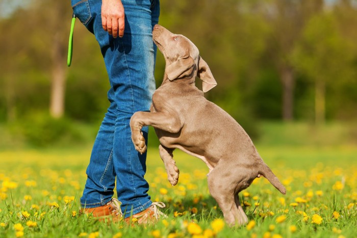 足に飛びつこうとする犬