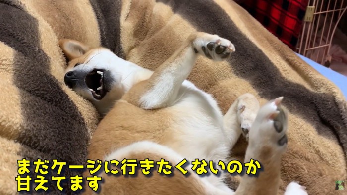 「まだケージに入りたくない!」