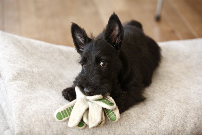 軍手を噛む黒い犬