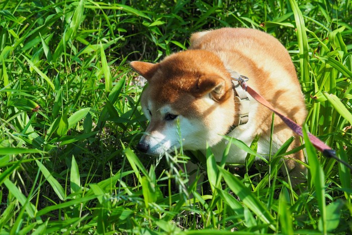 草むらの犬