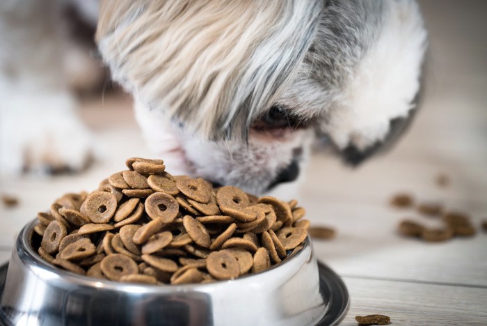 食事をしている犬