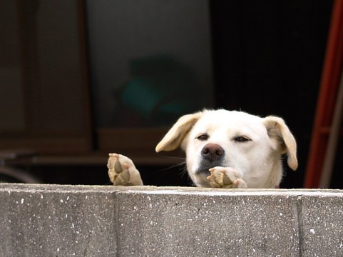 塀から覗く犬