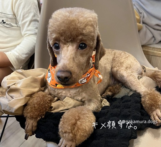 前足をそろえて座る犬