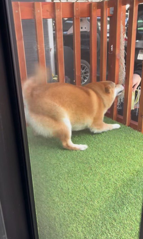 お兄ちゃんの帰省を喜ぶパンちゃん5