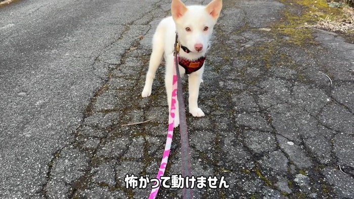 リードの散歩が怖い…