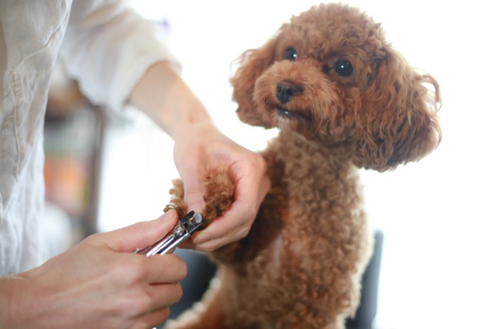 爪切りをされてる犬