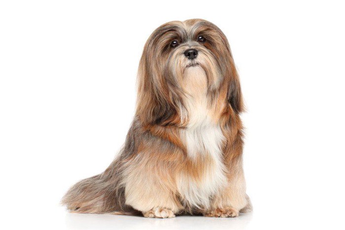 Lhasa Apso on a white background