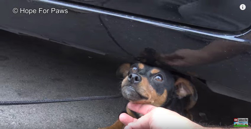 車の下から出てくる犬