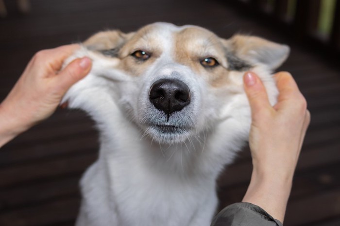 飼い主にほっぺを伸ばされる犬