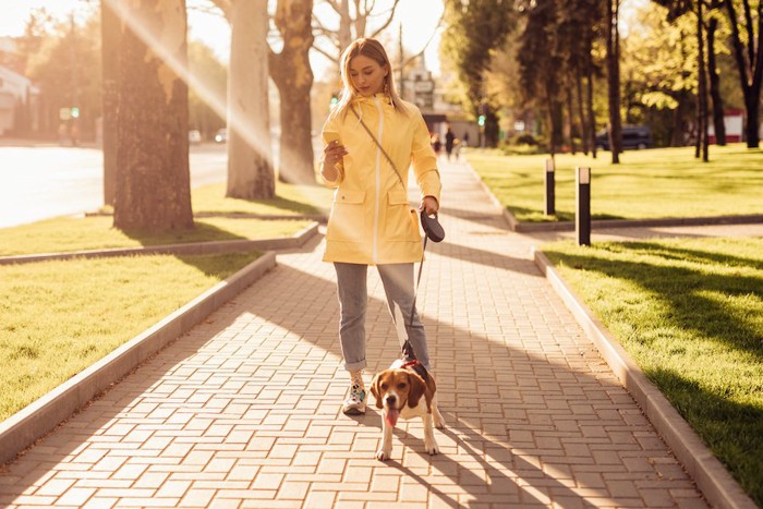 スマホを見ながら散歩する女性とビーグル犬