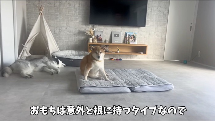 クッションの上に乗ってカメラを見つめ柴犬