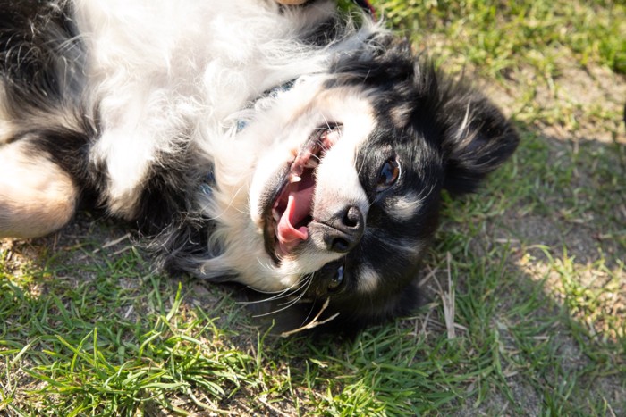 甘える犬