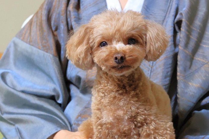 浴衣姿の飼い主の膝に座る犬