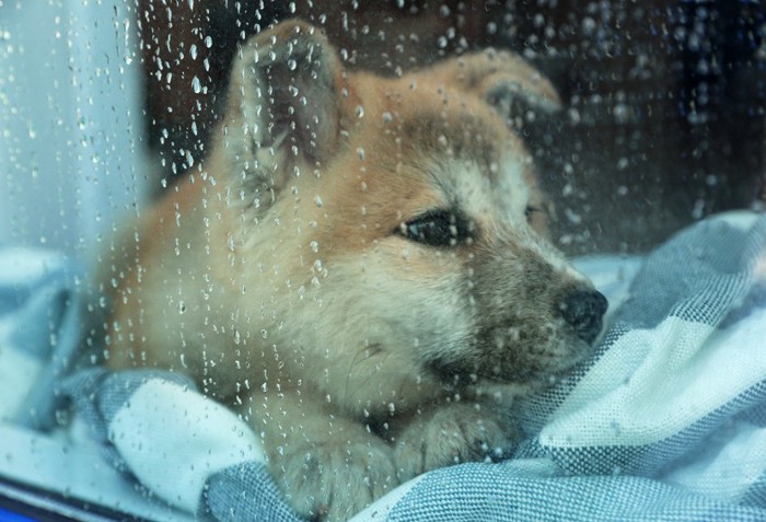 窓ごしの犬